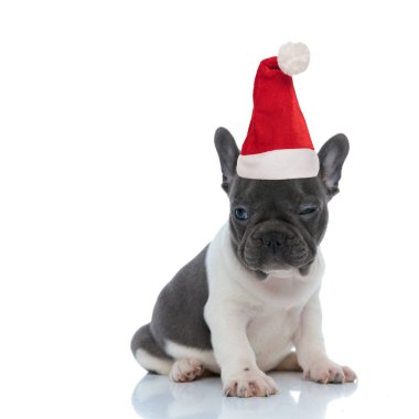 Havalı Fransız bulldog köpeği. Noel Baba şapkası takıyorum. 
