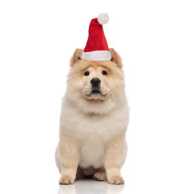 Sarı kürklü, Noel Baba şapkalı tatlı kadın yemeği. 