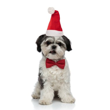 tapılası shih tzu kırmızı papyon takıyor ve Noel Baba şapkası oturuyor.