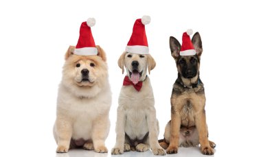 Noel Baba şapkası takan üç sevimli yavru bir arada oturuyor.