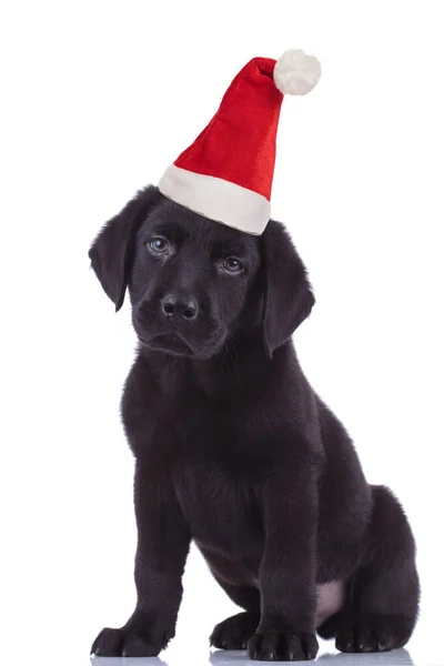 Gezeten kleine zwarte labrador retriever puppy dragen santa hoed — Stockfoto