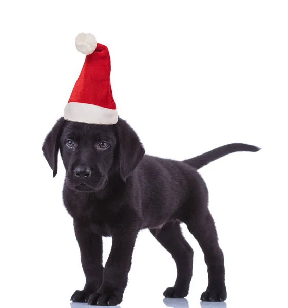 Schattig zwart labrador retriever dragen santa claus hoed voor christ — Stockfoto