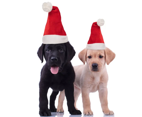 Labrador retriever broers vieren kerst — Stockfoto