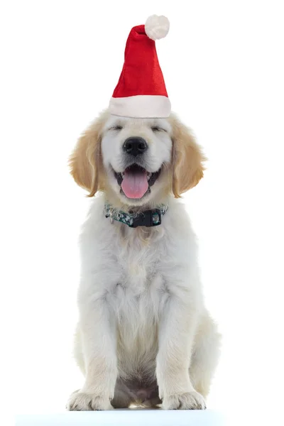 Adorable little golden retriever puppy dog wearing santa claus h — Stock Photo, Image