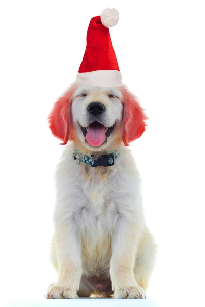 Excited little santa claus golden retriever with funny red ears — Stock Photo, Image