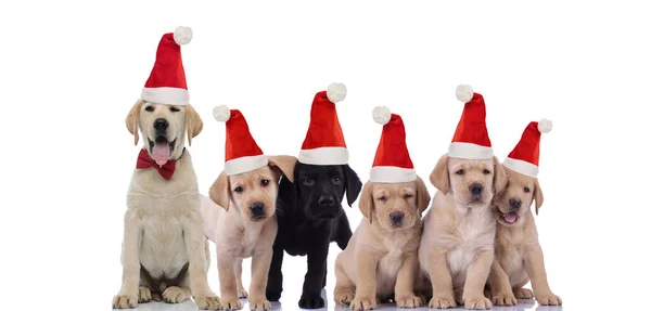 Adorabile labrador retriever cuccioli indossando cappelli di Babbo Natale a — Foto Stock