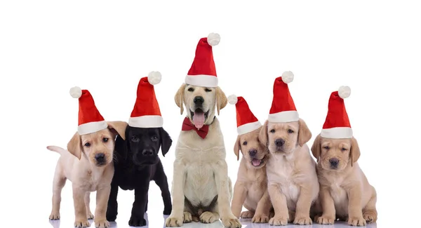 Group of adorable labrador retriever puppies eager to celebrate — Stock Photo, Image
