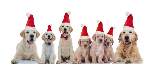 Cute labrador retriever i rodziny golden retriever sobie santa — Zdjęcie stockowe
