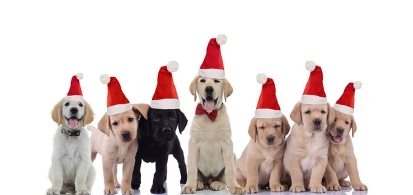 Wielki brat labrador retriever świętuje Boże Narodzenie z jego sm — Zdjęcie stockowe