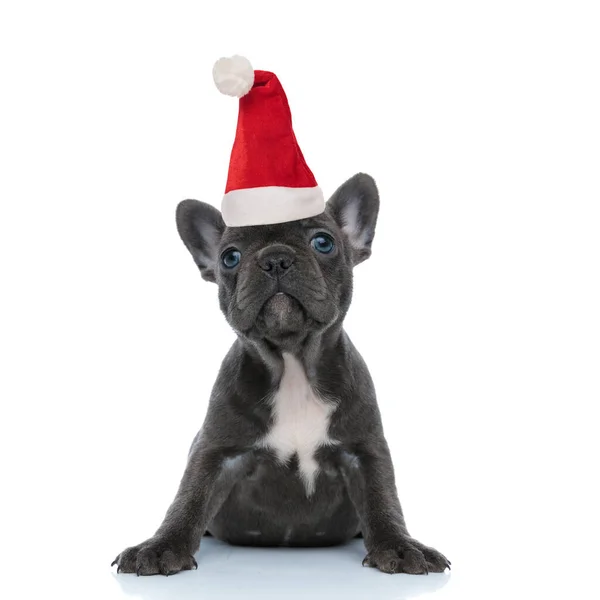 Buzgó francia bulldog kölyök visel karácsonyi kalap felnéz — Stock Fotó