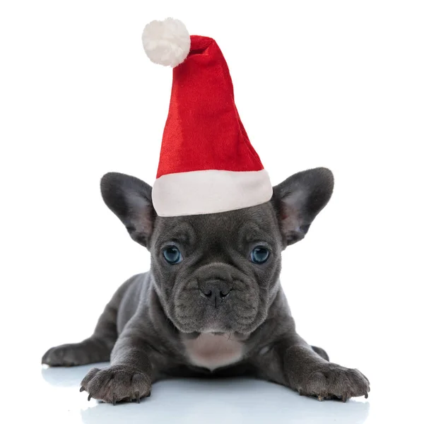 Bonito francês bulldog cachorro vestindo santa chapéu enquanto estabelece — Fotografia de Stock