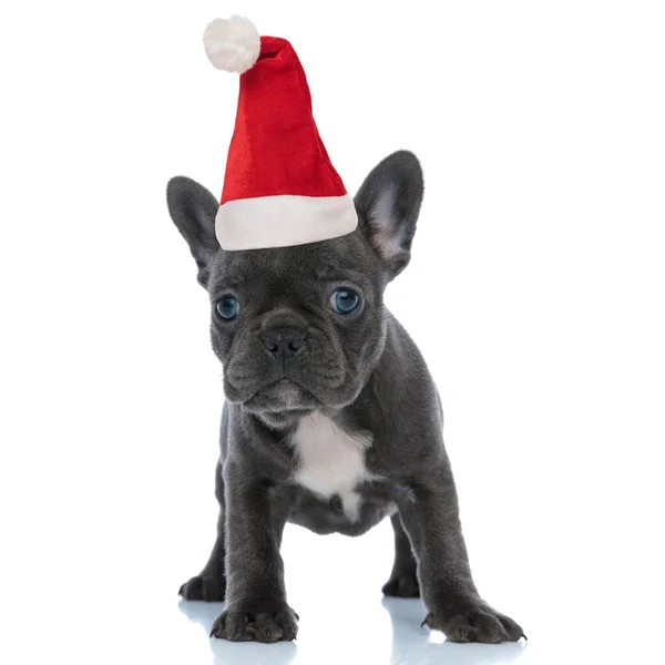 산타 모자를 쓴 즐거움을 주는 프랑스 불독 강아지 — 스톡 사진