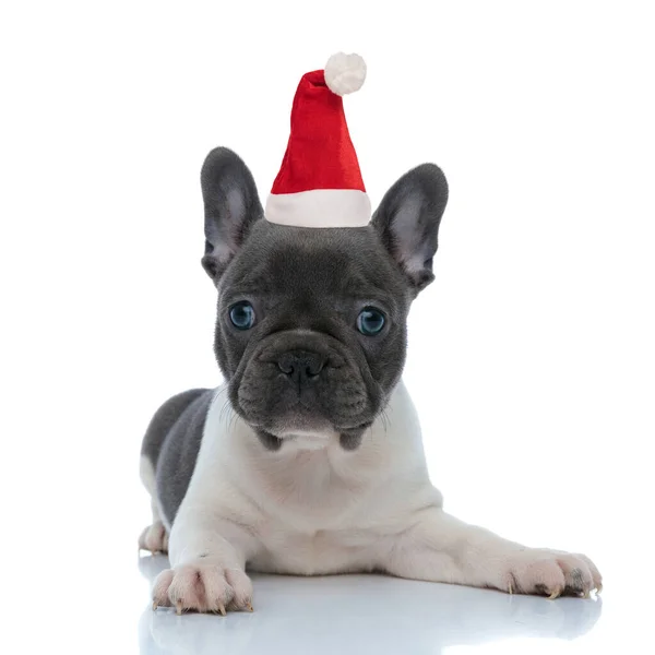 Fokuserad fransk bulldogg valp bär Santa claus hatt — Stockfoto