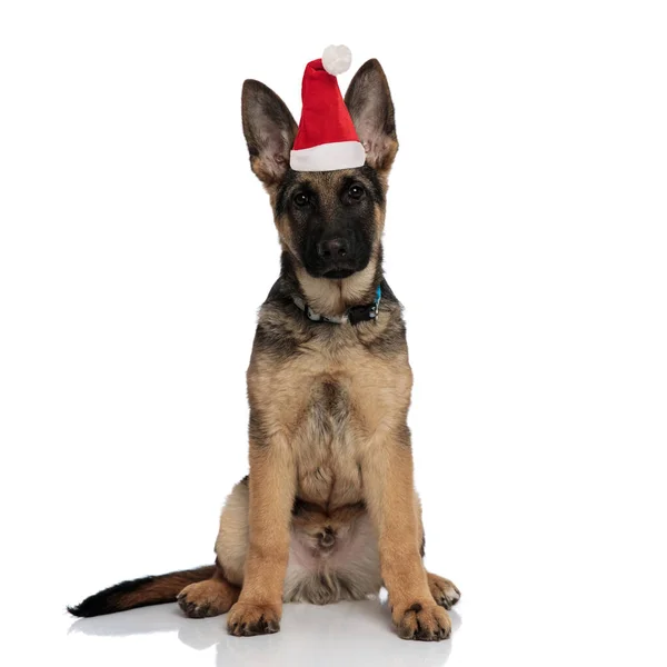 Schattig duits herder dragen santa hoed zitten — Stockfoto