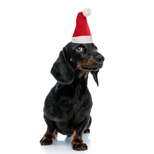 Nieuwsgierige kleine teckel puppy draagt kerstman hoed kijkt op naar — Stockfoto