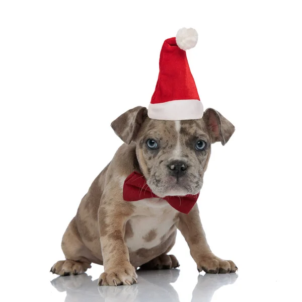 Amerikaanse pestkop draagt kerstman hoed zit — Stockfoto