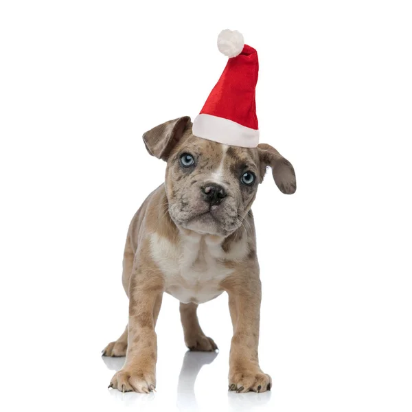 Filhote de cachorro valentão americano usando chapéu de Papai Noel de pé — Fotografia de Stock