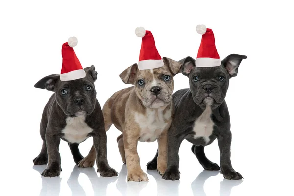 3 perros bravucón americanos con sombreros de santa y de pie — Foto de Stock