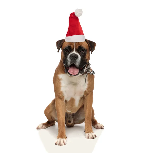 Schattige santa claus boxer puppy hijgen — Stockfoto