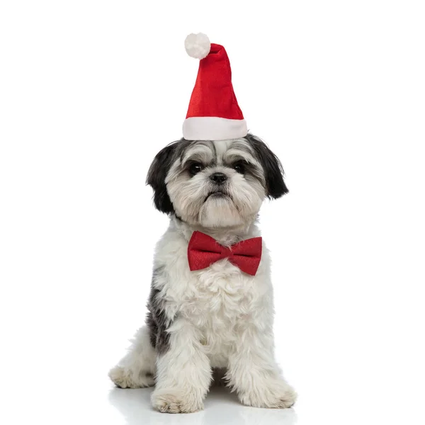 Elegante shih tzu het dragen van kerstman hoed met rode strikje — Stockfoto