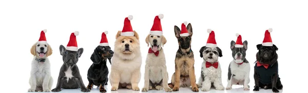 Duża grupa uroczych psów w kapeluszach Świętego Mikołaja na Boże Narodzenie — Zdjęcie stockowe