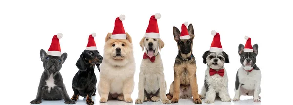Groep van zeven santa claus puppies zitten samen — Stockfoto