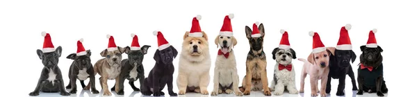 Cute santa claus dogs standing in line together — Stock Photo, Image