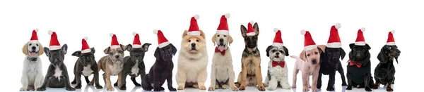 Différentes races de chiens portant des chapeaux de Père Noël — Photo