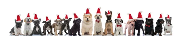 Grupo grande de perros lindos están listos para celebrar la Navidad —  Fotos de Stock