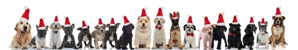 Πολλά χαριτωμένα σκυλιά φορώντας καπέλα Santa Claus — Φωτογραφία Αρχείου