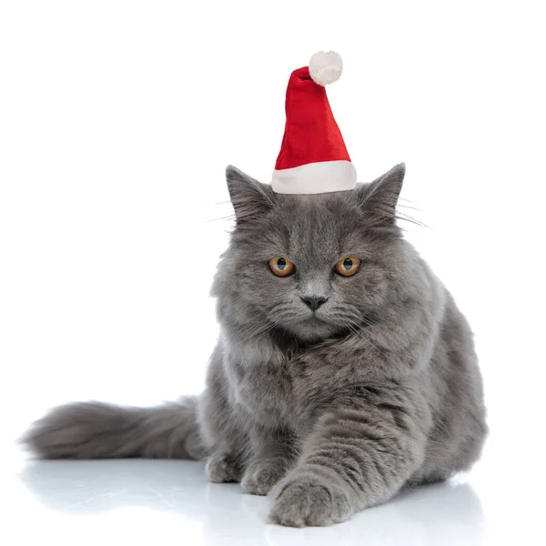 Adorabile britannico gatto longhair indossando cappello Babbo Natale sdraiato dow — Foto Stock