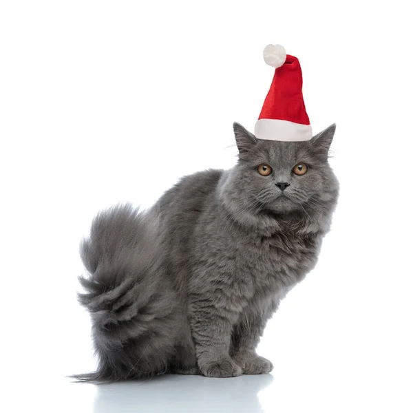 Malý britský dlouhosrstý kočka nosí Santa Claus klobouk sedí a — Stock fotografie
