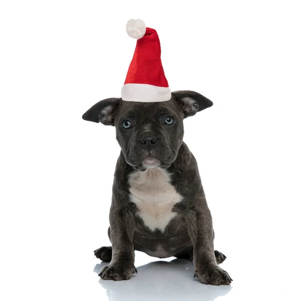 Malé štěně americká tyran na sobě Santa Claus klobouk — Stock fotografie