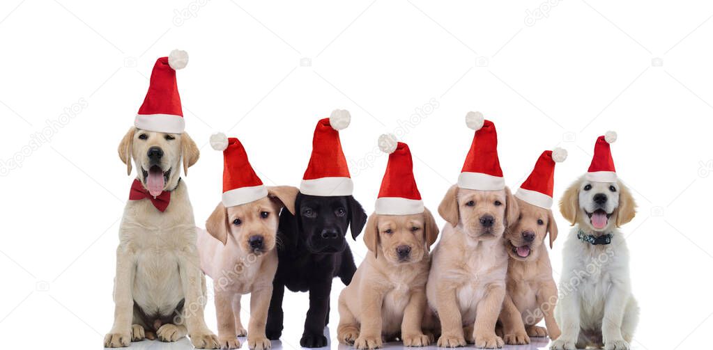 group of cute labrador retriever puppies wearing santa claus hat