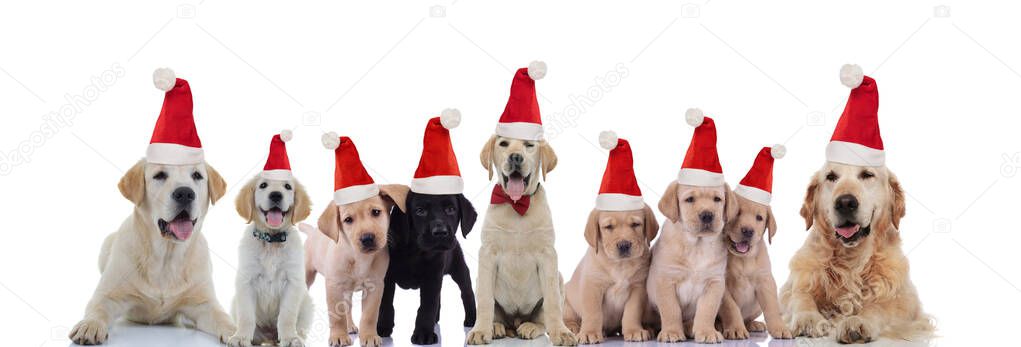 big Labrador and Golden retriever family celebrating christmas t