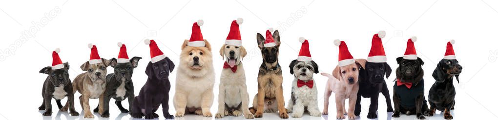 group of little diferent breeds puppies wearing santa claus hats