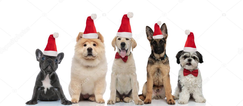group of five little dogs wearing santa claus hat for christmas 