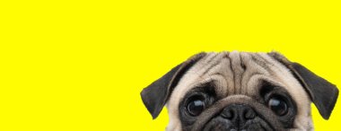 Kafasının sadece yarısını ortaya çıkaran gri kürklü bir köpek.