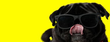 Güneş gözlüğü takan ve ağzı yalayan güzel bir köpek.