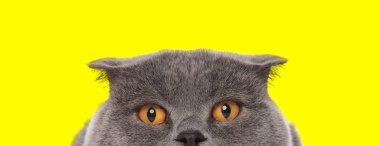 Yüzünü kameradan saklayan İskoç kedisi.