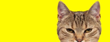 Uykulu gözlerle kameraya bakan metis kedi.