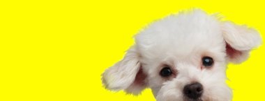 Beyaz kürklü bichon köpeği saklanıyor ve kameraya bakıyor.