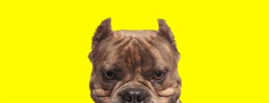 Kahverengi kürklü güzel Amerikan zorba köpeği kameraya bakıyor.