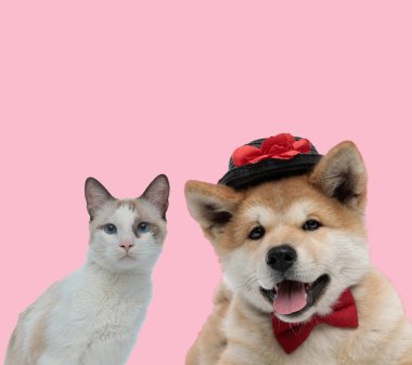 Pembe arka planda metis kedi ve akita inu takımı