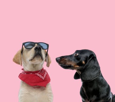 Labrador Retriever ve Tekkel Dachshund takımından.