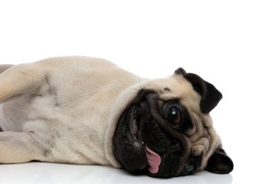 Neşeli pug yan yatarken nefes nefese