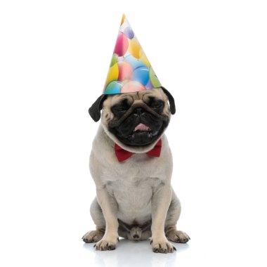 Uykulu köpek nefes nefese ve otururken doğum günü şapkası takıyor.