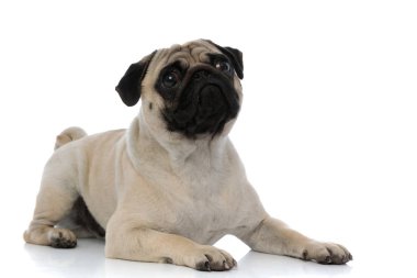 Üzgün boksör uzanırken ileriye bakıyor