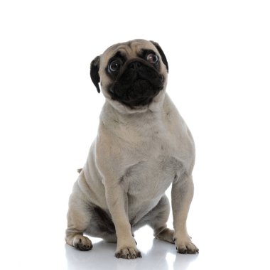 Korkmuş köpek yana bakıyor ve korkuyor. 