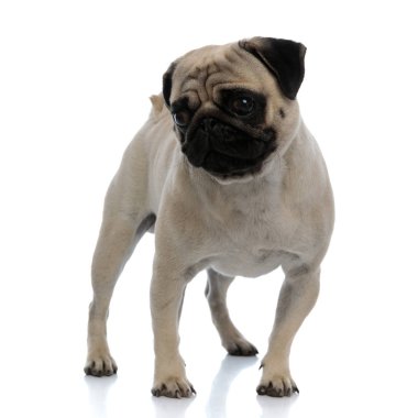 Endişeli boksör ilginç bir şekilde başka tarafa bakıyor. 